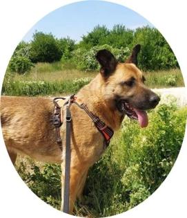 LOLA - 65 cm - TOLLE HÜNDIN SUCHT ZUHAUSE aus dem Tierschutz