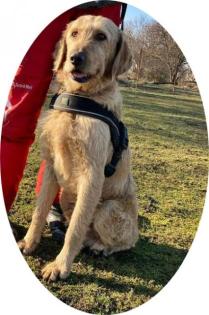 JIM - 58 cm - TRAUMHUND SUCHT FAMILIE aus dem Tierschutz