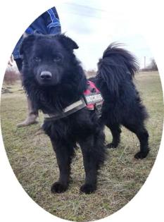 ZUZMO - 52 cm - HÜBSCHER KERL SUCHT FAMILIE aus dem Tierschutz
