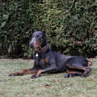 Dobermann Rüde 10 Monate alt Blue Tan