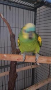 Blaustirnamazonenhahn