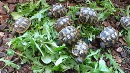 Griechische Landschildkröten Nachzuchten 2022