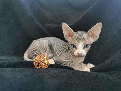 Süße Sphynx-Kitten geb. am 13. 02. 21