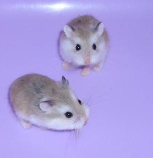 Junge Zwerghamster kleine Hamster