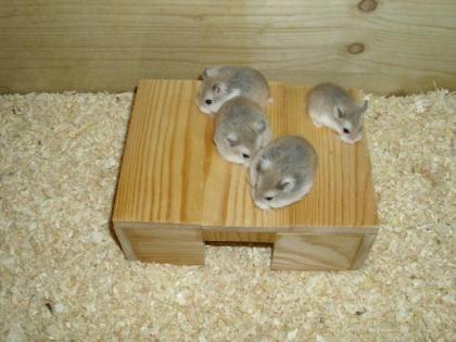 Hamsterhaus Haus für Zwerghamster und Hamster