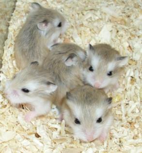 Kleine Zwerghamster abzugeben junge Hamster