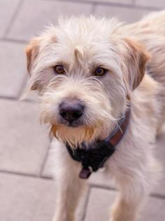 Aktiver verspielter Terrier-Mischling Peyton