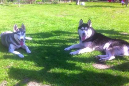 Reinrassige Siberian Husky Welpen