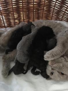 Selkirk Rex sucht Dich