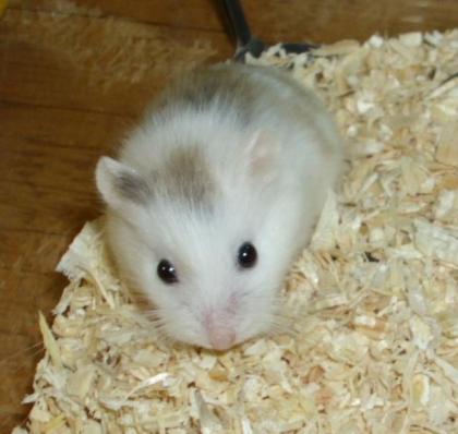 Gescheckte Roborowski Zwerghamster junge Hamster