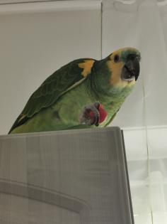 Blaustirnamazoner