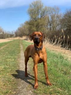 Rhodesian Ridgeback reinrassig