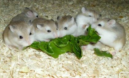 Junge Roborowski Zwerghamster kleine Hamster