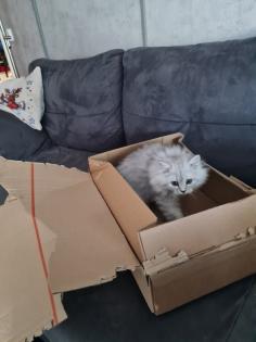 Britisch langhaar kater 9 monate jung