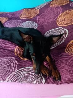 Zwergpinscher Rüde