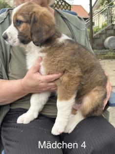 Berner Sennenhund Welpen