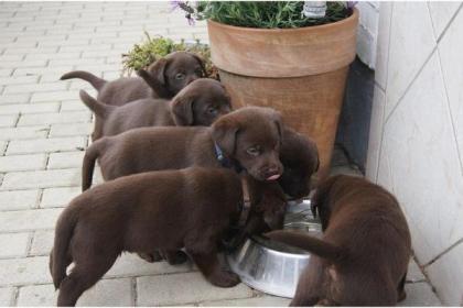 / / VDH/VK FCI Labrador welpen mit papiere / /