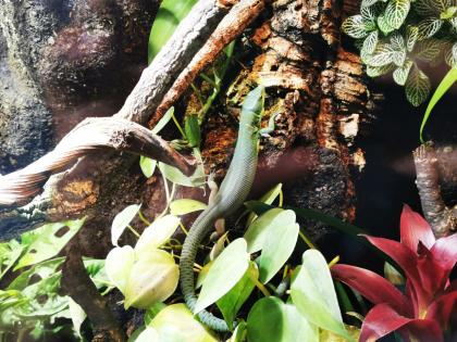 Gastropholis Prasina 1. 3