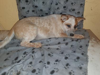 Australien Cattle Dog Mix Texas Heeler Australien Cattle dog x Shepard