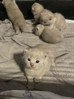 Bkh Kitten alle lilac