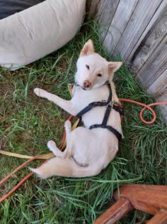 Yui - Shiba Inu-Mischling - lieb schüchtern verspielt