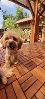 Hundejunge Benji 9 Monate Havaneser möchte mit seinen Menschen Spaß haben und