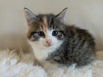 Glückskätzchen Kleine Kätzchen Kitten