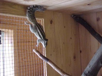 Junge Palmenhörnchen
