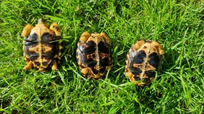 Strahlenschildkröten - Weibchen Astrochelys Radiata NZ25 je 490 -