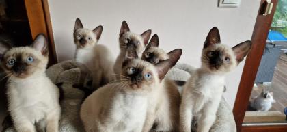 Kitten Süße Thai - Kitten alter Typ