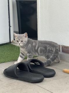 BKH kitten reinrassig geimpft gechipt