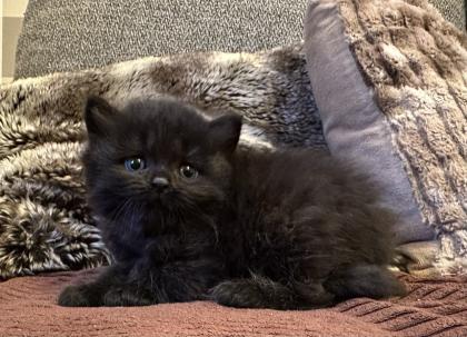 Süße verschmuste Britisch Kurzhaar Britisch Langhaar und mix Kitten Katzenbabys aus liebevoller Zuc