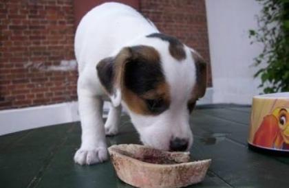 Jack Russell Terrier Welpen mit Papieren
