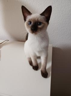 Siam /Thai Kitten Seal Point Babys Kätzchen. Abgabebereit.