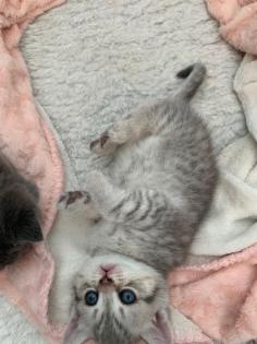 BKH Deckkater sehr erfahren