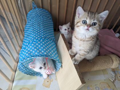 Reinrassige BKH Kitten