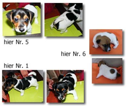 4 reinrassige JackRussell Welpen