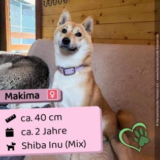 Makima - sozial lustig und frech