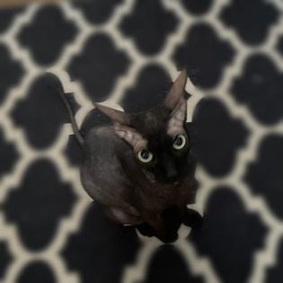Don- Canadian Sphynx/ Sphinx Kitten