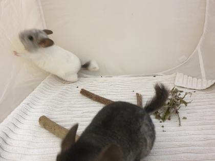 Chinchillajungtiere Angora