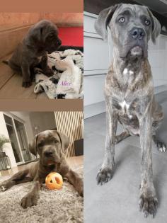 Cane Corso Wurfankündigung mit Ahnentafel
