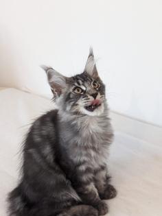 Maine Coon Kitten sofort abgabereit