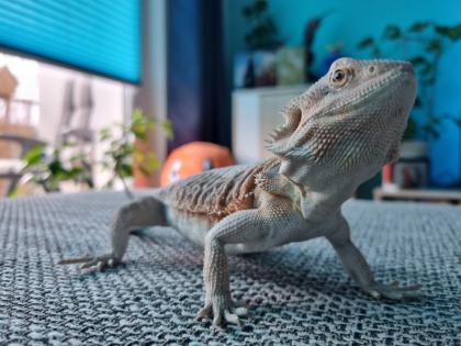 Bartagame weiblich zu verkaufen