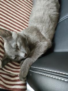 Kater grau 4 5 Monate
