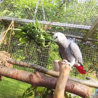 Graupapagei Henne für unseren Hahn
