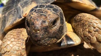 2- und 3-jährige Landschildkrötenbabies Testudo Marginata Breitrandschildkröten aus artgerechter l