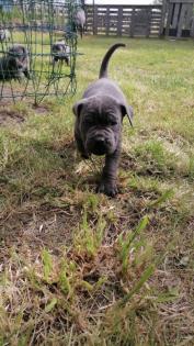 Tolle Cane Corso Welpen blueliner