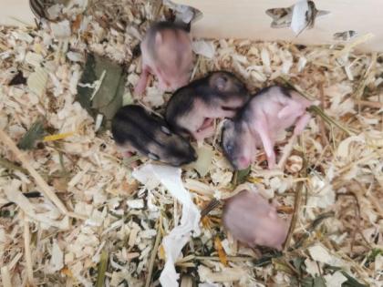 Zwerghamster Babys