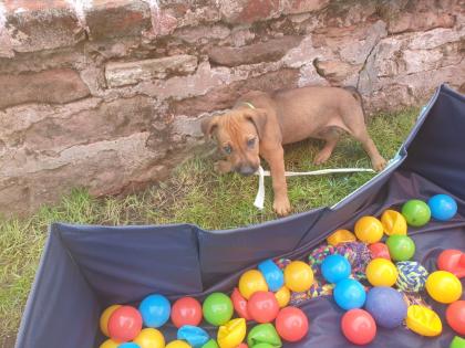 Malinois X Ridgeback