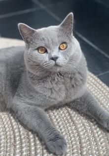 Deckkater Bkh mit Stammbaum Blutgruppe B